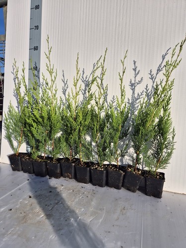 Cupressocyparis leylandii - 10,