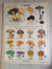 Cartina tavola didattica - cartina,