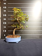 Bonsai di Olmo vasetto azzurro