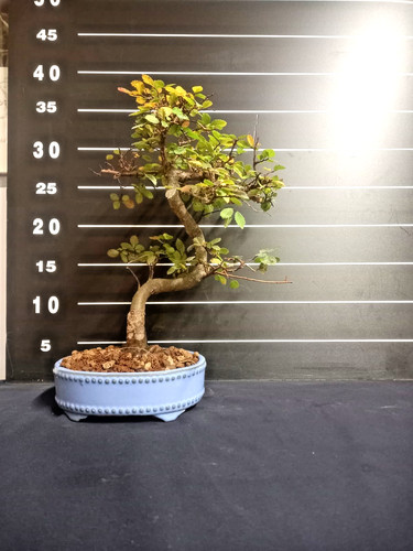 Bonsai olmo vasetto - di,