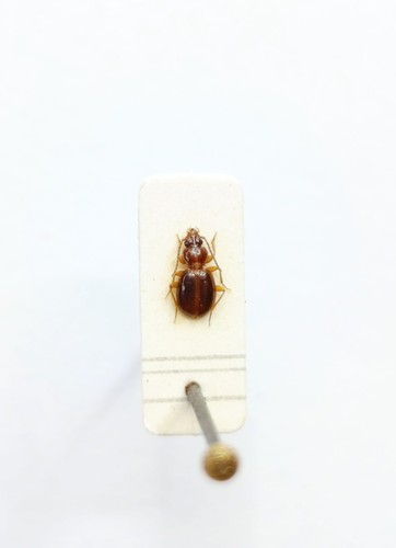 Entomology taxidermy - taxidermy,