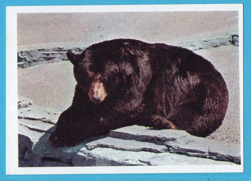 Animali tutto il - animali,