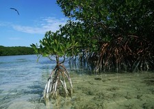 386715 Mangrovie che crescono