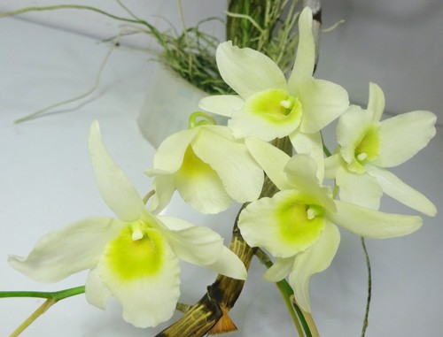 Dendrobium friedericksianum - , x