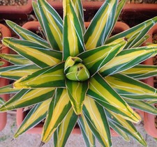 Agave Victoriae Reginae