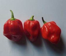 Semi Peperoncino Habanero