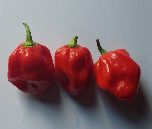 Semi peperoncino habanero - peperoncino,