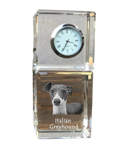 Levriero italiano cane con