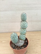 9485  TEPHROCACTUS Geometricus
