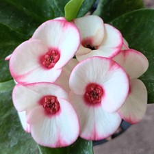 Pianta ibrida Euphorbia Milii