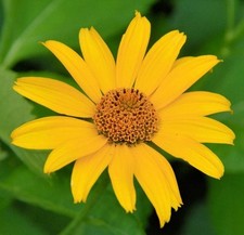 Girasole Helianthus – 30 semi – Topinambur, commestibile, per orto e cucina natu