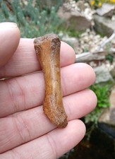 Fossil cave bear - fossil,