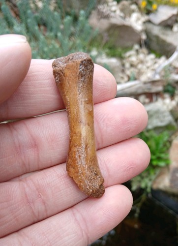 Fossil cave bear limb - fossil, bone