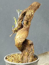 Bonsai di Glicine 34x10cm In