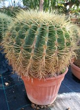 Pianta Grassa Echinocactus Grusone In Vaso 20
