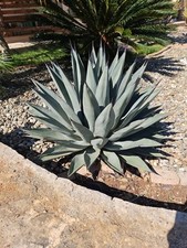 Agave NIGRA pelle di Squalo Piante da 20/30 Cm In Vaso 15