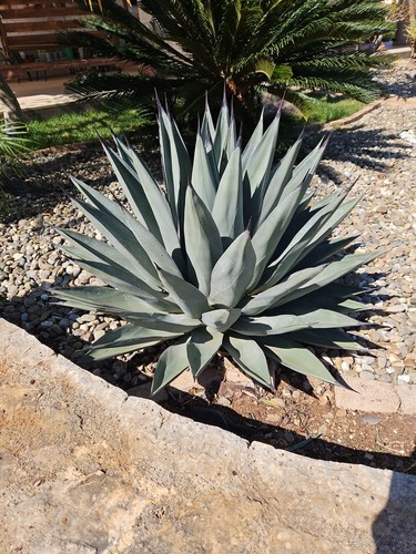 Agave nigra pelle - agave, squalo
