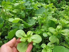 Portulaca dorata - insalate portulaca verdure 200 + semi FRESCHI e FINI! L 070