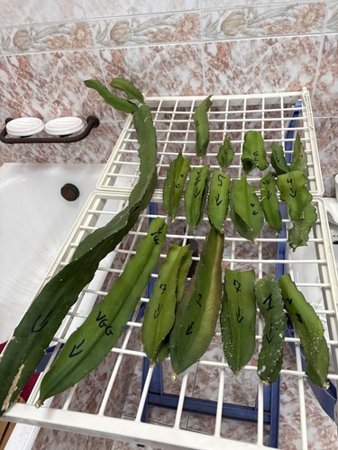 Pianta pitaya frutto - pianta, di