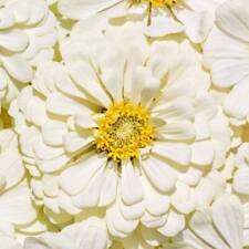 Semi di Zinnia Bianca | Orso