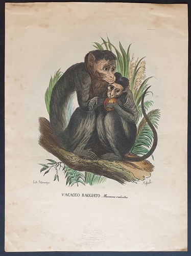 Stampa antica petraroja macaco - petraroja,