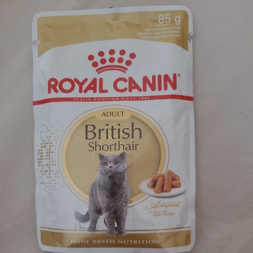 British shorthair chunks - shorthair, in