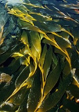 386612 Alga gigante che cresce