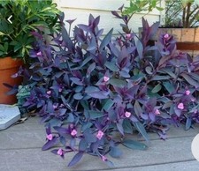 ?Vaso Ø 15 Cm TRADESCANTIA PALLIDA Erba Miseria Vellutata Fiori Ros??+Omaggio
