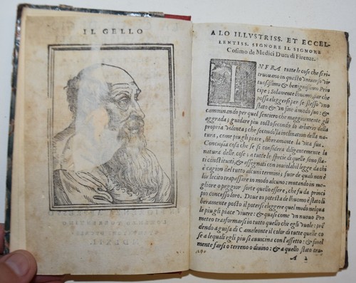 Circe fig 1562 gelli - 1562,