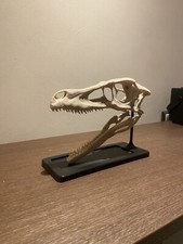 Jurassic Park , Teschio Velociraptor ,  Dimensioni Reali !!