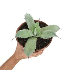 Agave parryi X Agave bovicornuta (HYBRID) - Parry-Agave | Kuhhorn-Agave