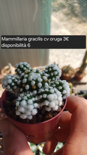 Mammillaria gracilis oruga - mammillaria, cv