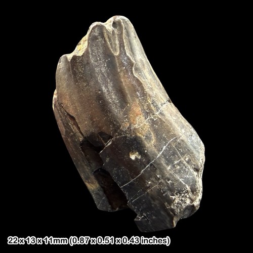Iguanodontid dinosaur tooth - dinosaur,