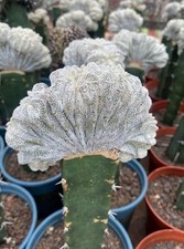 Astrophytum myriostigma cv