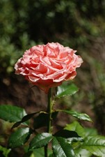 TAMRON AF 55-200 mm f/4.0-5.6