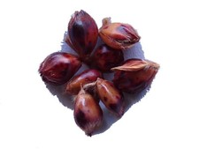 Saggina spazzole sorgo - saggina, a