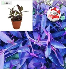 Purple Queen - Setcreasea Purpurea Tradescantia Pallida Erba Miseria in vaso PVC