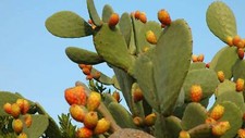 Opuntia Ficus Indica Fico