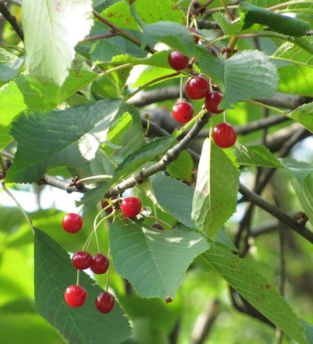 Semi ciliegio cherry - 25,