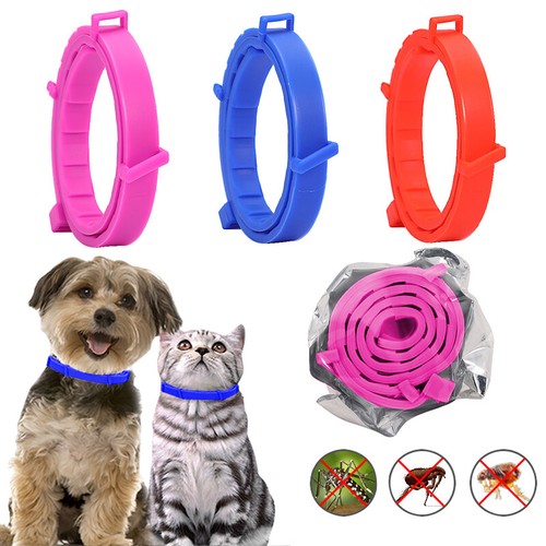 Months protection dog - dog, pet