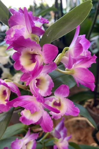 Pianta vera orchidea - pianta,