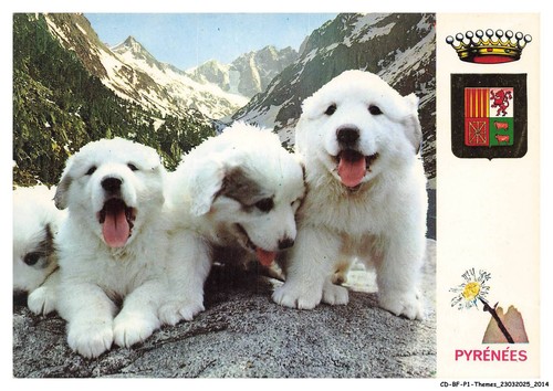 Bfp1 1008 cane cuccioli - -,