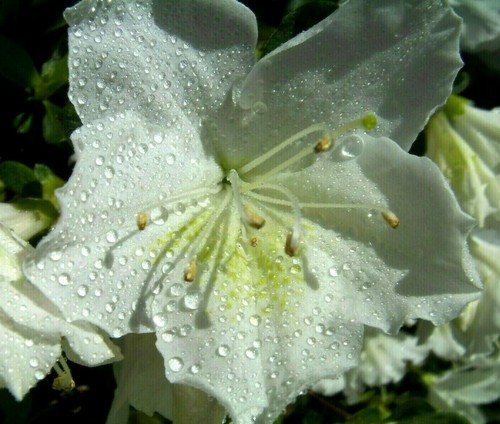 Unrooted cuttings white - cuttings,