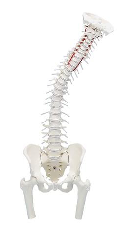 Anatomiche modello colonna - anatomiche, modello,