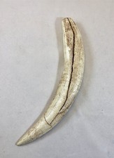 Dente di tigre dente fossile