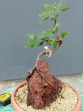 Bonsai Ficus Carica 40x22 cm