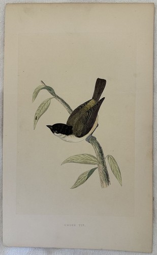 Marsh tit cincia - tit,