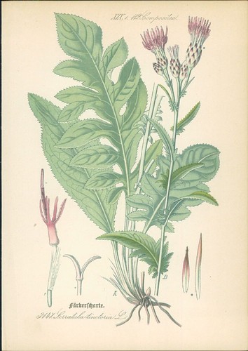 Chromolithographie scharte - :,