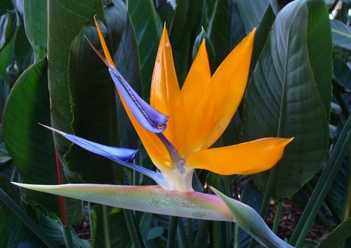 Semi fiori uccellino - fiori,