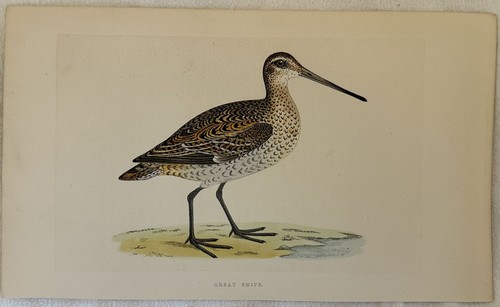 Great snipe gallinago media - snipe,